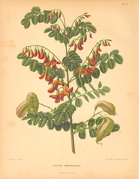 Colutea Arborescens