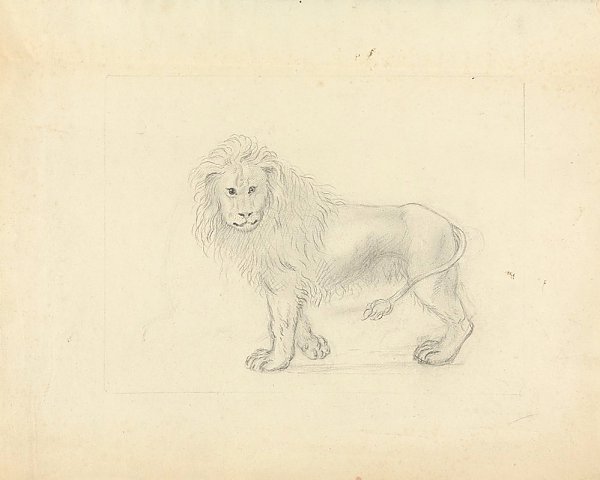 A Lion.