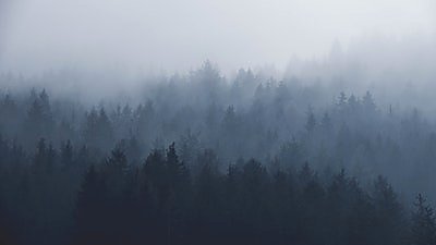 Голубой туманный лес