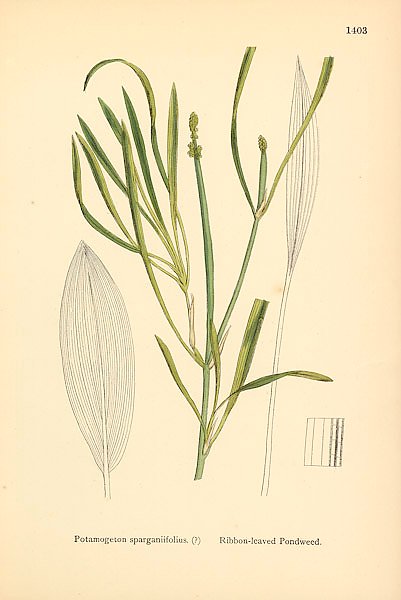 English Botany №230