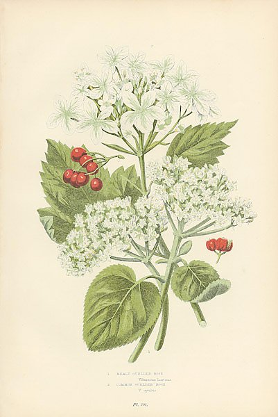 Постер Mealy Gueder Rose, Common Guelder Rose