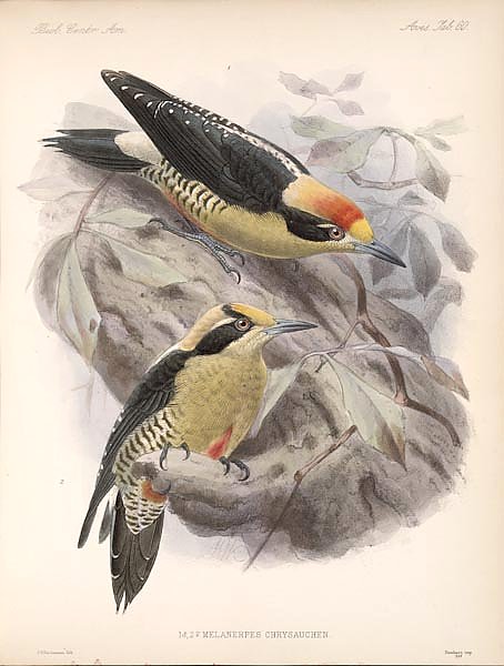Птицы J. G. Keulemans №66