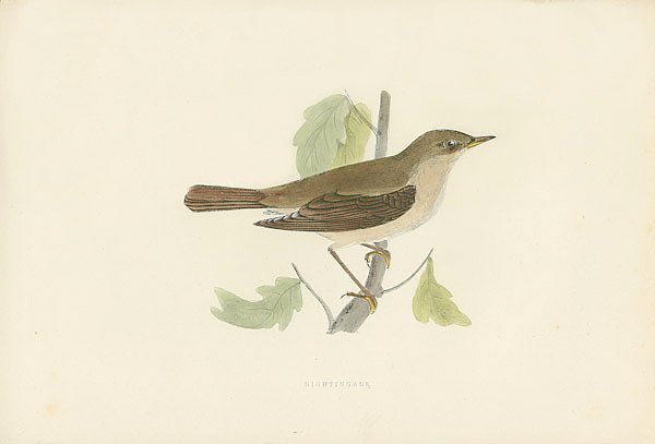Nightingale 4