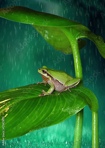 Лягушонок под листком во время дождя