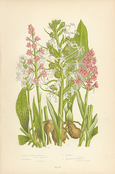 Spotted Palmate Orchis, Pyramidal o., Lizard o., Fragrant Gymnadenia