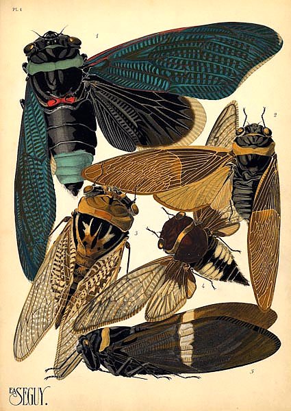 Insects by E. A. Seguy №1