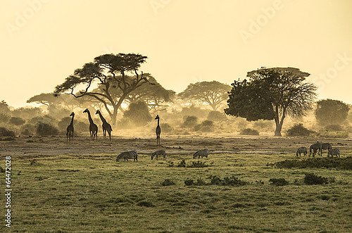 Постер Силуэты жирафов и зебр в саванне