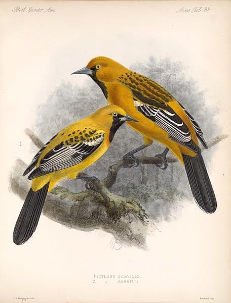 Птицы J. G. Keulemans №35