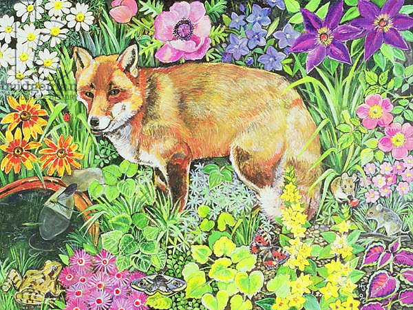 The Barnet Fox