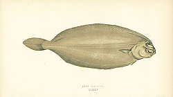 Постер Long Flounder