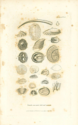 Постер Univalve non-spiral shells and Opercula 1