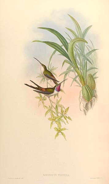 Rhodopis Vespera