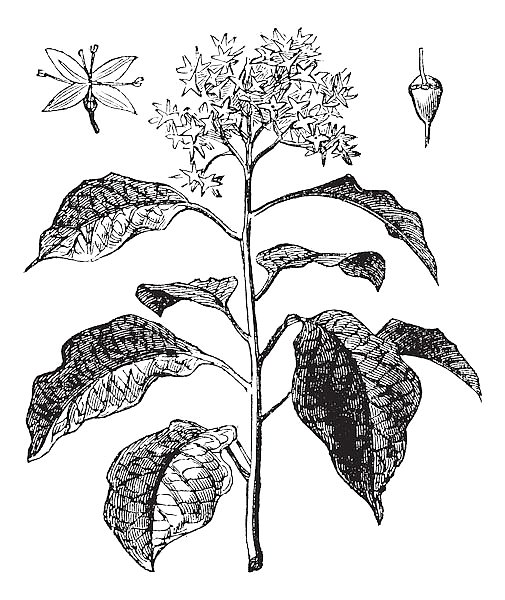 Pagoda Dogwood or Alternate-leaved Dogwood or Cornus alternifolia, vintage engraving