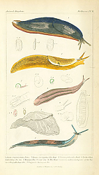 Постер Mollusca №8 1