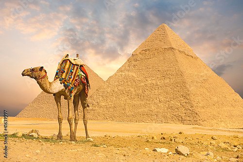Верблюд и пирамида