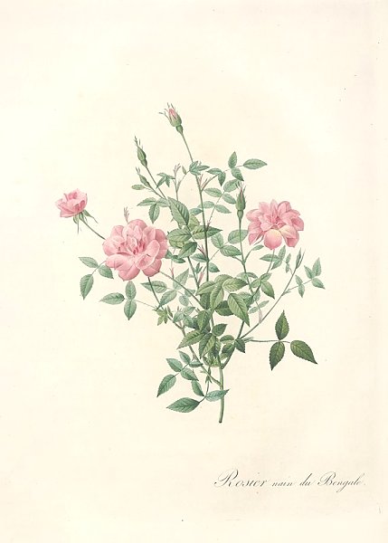 Rosa Indica Pumila
