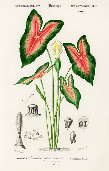 Слоновое ухо (Caladium bicolor) 