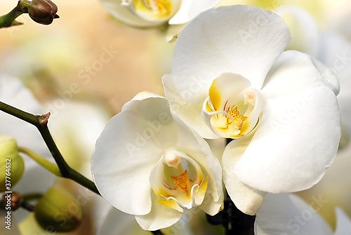 Орхидеи 6