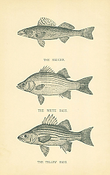 Постер The Sauger, The White Bass, The Yellow Bass
