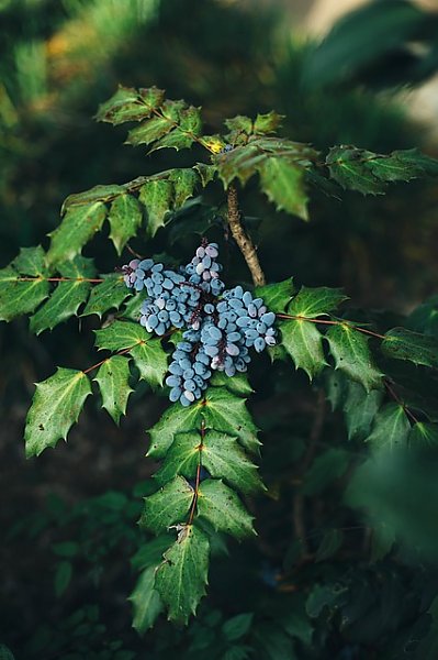 Синие лесные ягоды