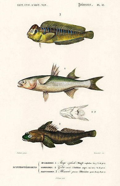 Разные виды рыб 3