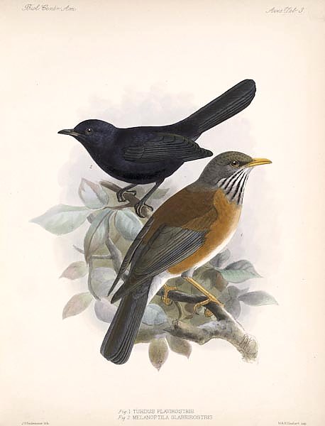 Птицы J. G. Keulemans №4