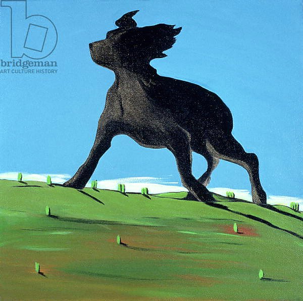 Amazing Black Dog, 2000