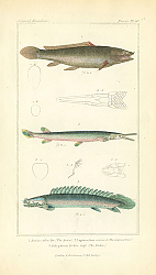 Постер Anria calva, Lepisostens osscus, Polypterus bichir