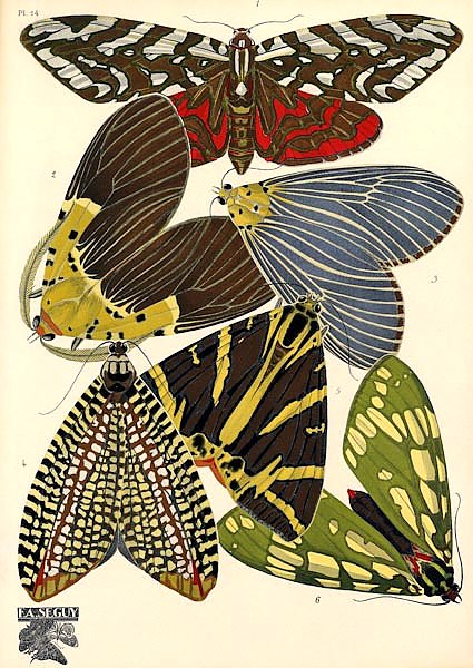 Papillons by E. A. Seguy №6