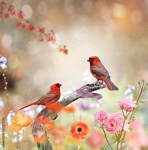 Красные кардиналы на ветке в цветах