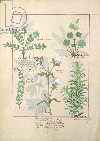 Ms Fr. Fv VI #1 fol.135v Illustration from 'The Book of Simple Medicines'