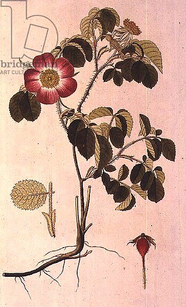 Rosa Pumila, from 'Les Roses' Vol II, 19th century