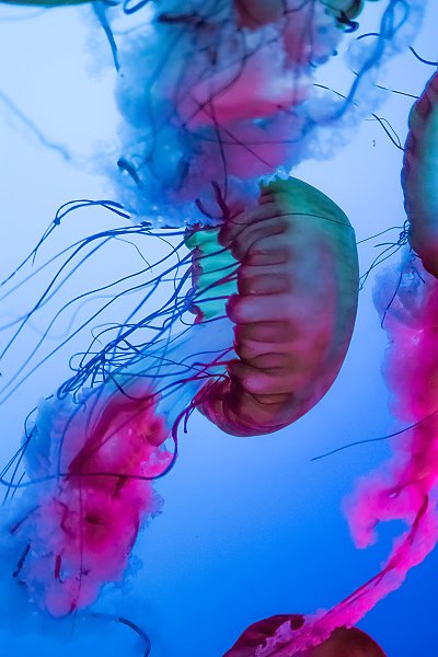 Разноцветные медузы под водой