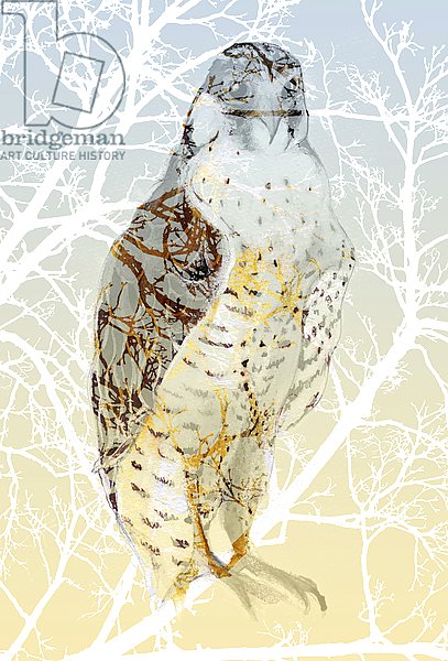 Peregrine Falcon, 2015,