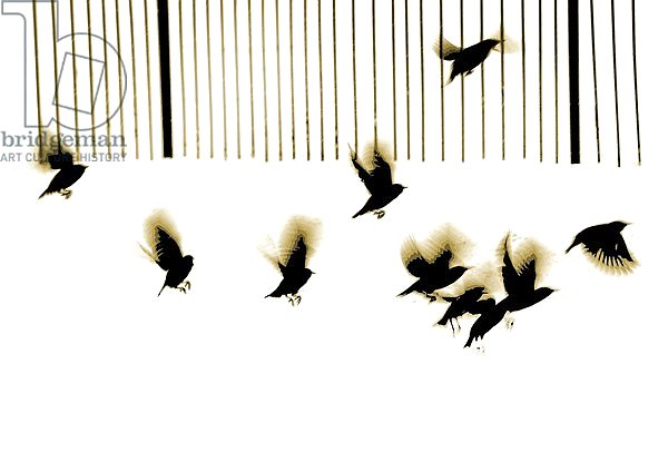 Starlings, 2003,