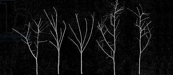 Territori Innevati - cinque alberi notte, 2012, photographic contamination