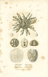 Постер Echinus verticillatus, Echi semilunaris, Galerites sexfasciata, Scutella hexapora, Fibularia ovulum, Spatangus pilosus 1