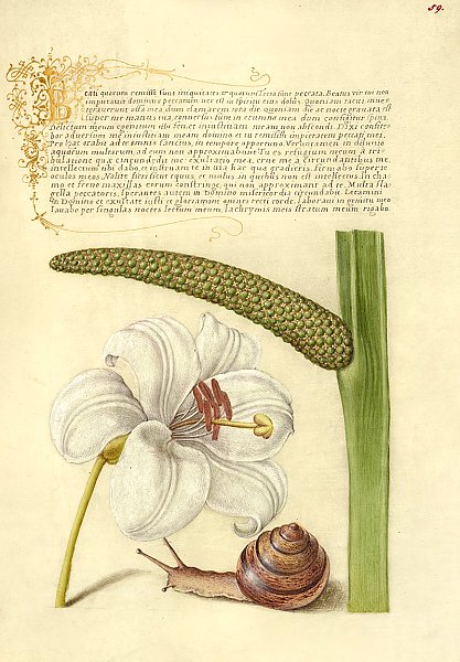 Madonna Lily, Terrestrial Mollusk, and Sweet Flag