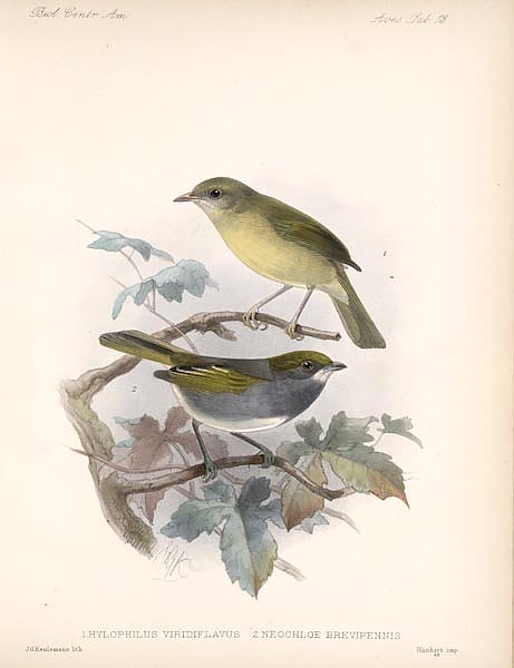 Птицы J. G. Keulemans №14