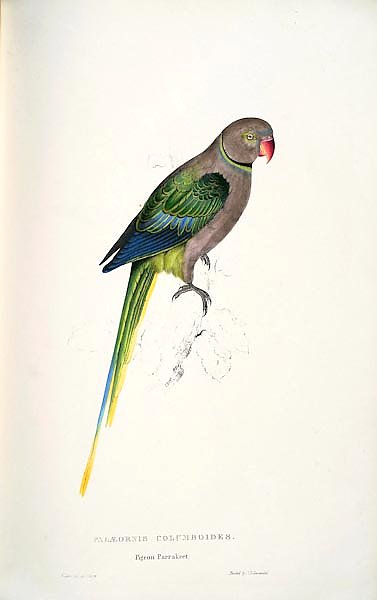 Parrots by E.Lear  #28