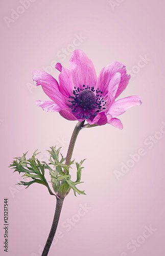 Фиолетовый цветок на розовом фоне