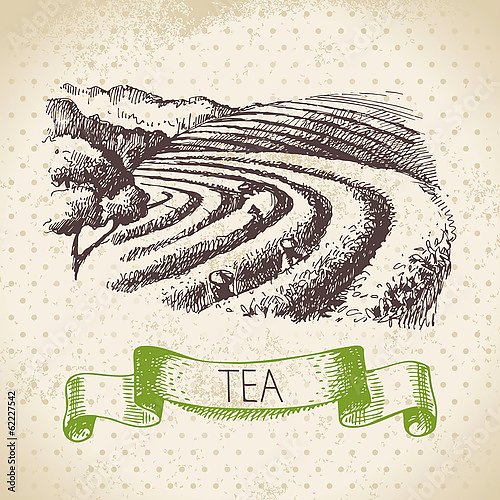 Иллюстрация с чайными плантациями