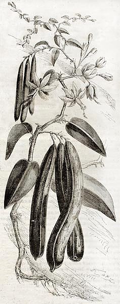 Vanilla plant (Vanilla planifolia). Published on Magasin Pittoresque, Paris, 1850
