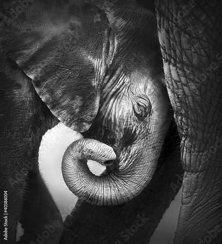 Слонёнок прижимается к матери