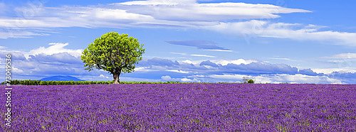 Франция, Прованс. Панорама с цветущей лавандой и деревом