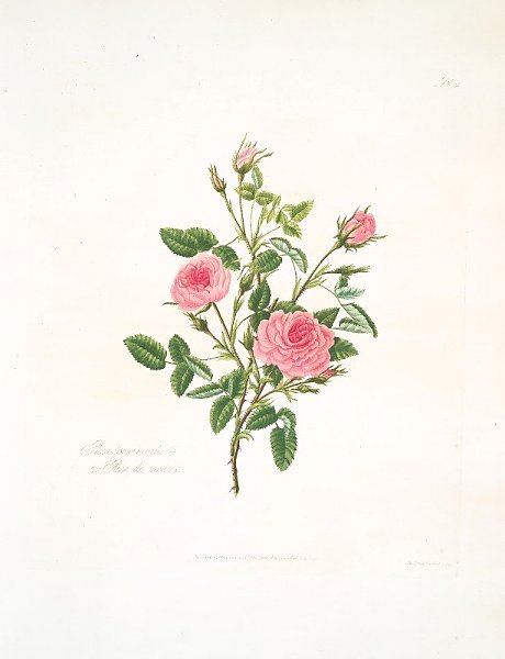 Rosa provincialis or Rose de meaux.
