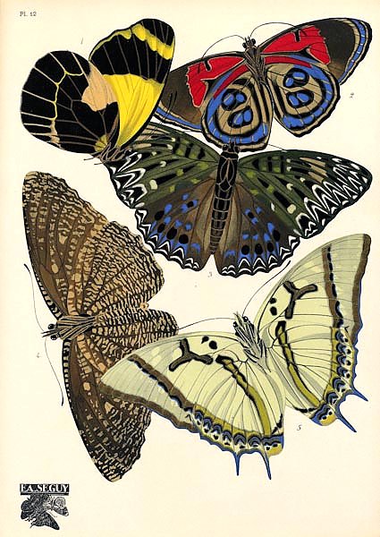 Papillons by E. A. Seguy №4