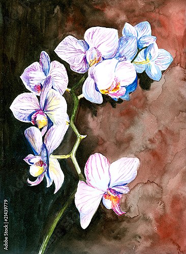 Белая орхидея, акварель
