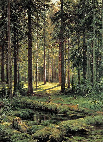 Хвойный лес. Солнечный день. 1895