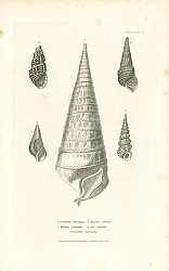 Постер Cerithium truncatum, Melania Henriettae, Melania Carolinae, Mel. Lineolata, Turritella sulurnalis 1